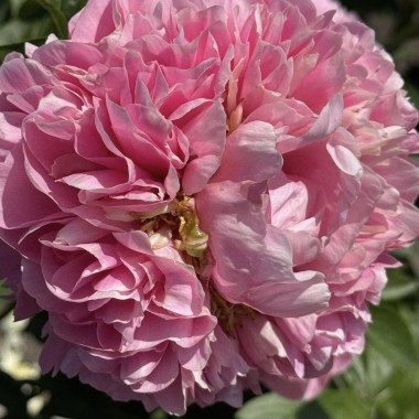 Peony Puti